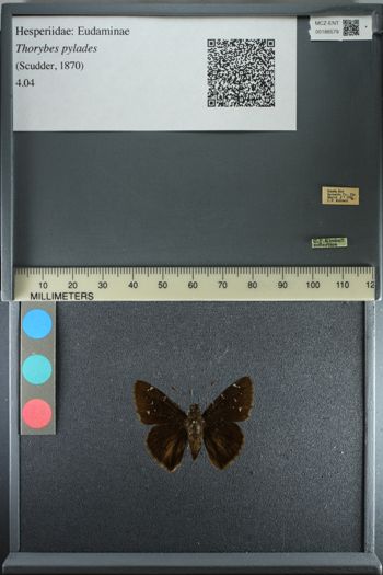 Media type: image;   Entomology 188579